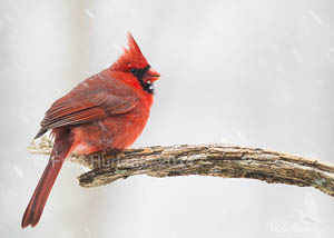 Male Cardinal