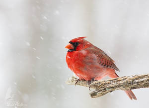 Male Cardinal