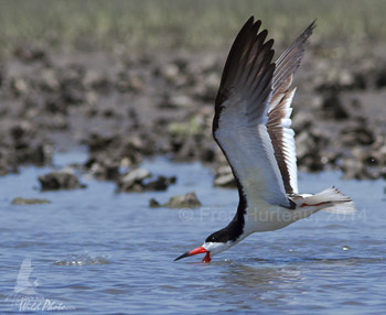 Black Skimmer at Rachel Carson reserve