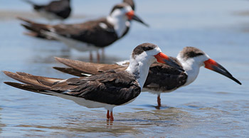 Black Skimmers at Rachel Carson reserve