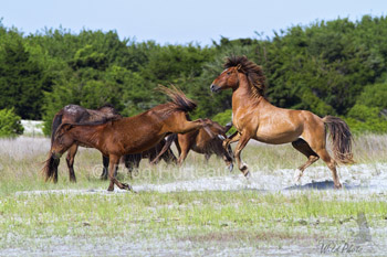 A mare rebuffs a stallions unwanted advances