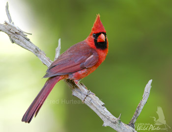 Male Northern Cardinal