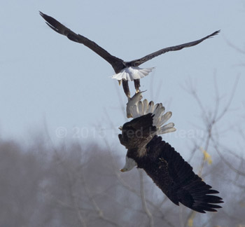 bald eagle stealing fish