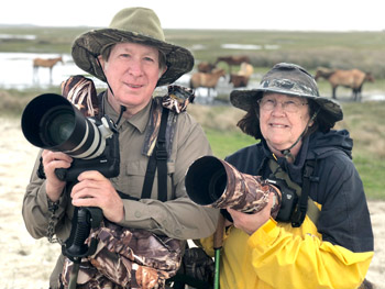 Wild horses at Rachel Carson Reserve